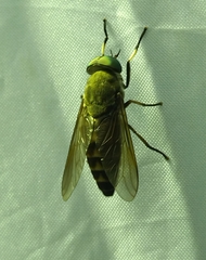 Tabanini