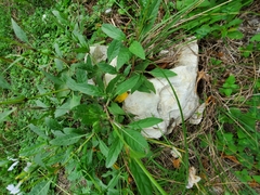 Ruellia metziae
