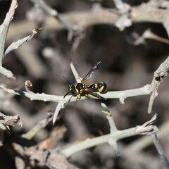 Eumenes mediterraneus