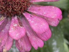 Golovinomyces cichoracearum