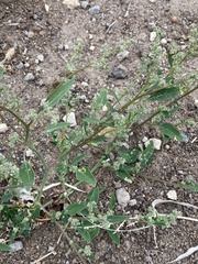 Chenopodium betaceum