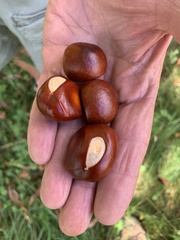 Aesculus hippocastanum