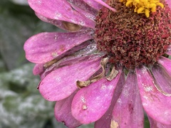 Golovinomyces cichoracearum