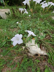 Ruellia metziae