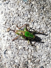 Eupholidoptera chabrieri