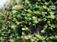 Plagiochila