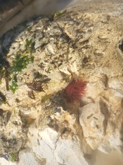 Actinia equina
