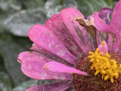 Golovinomyces cichoracearum