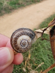 Otala punctata