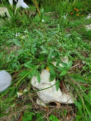 Ruellia metziae