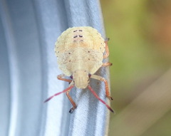 Holcostethus limbolarius