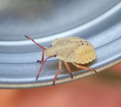 Holcostethus limbolarius