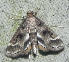 Parapoynx obscuralis