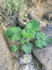 Heracleum sphondylium