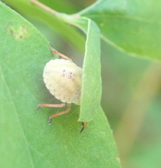 Holcostethus limbolarius