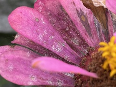 Golovinomyces cichoracearum