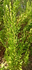 Dittrichia viscosa