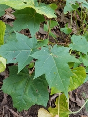 Acer platanoides