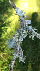 Parmotrema perforatum