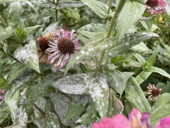 Golovinomyces cichoracearum