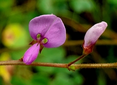 Desmodium ciliare