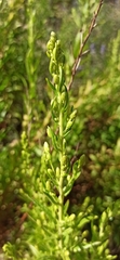 Dittrichia viscosa