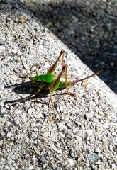 Eupholidoptera chabrieri