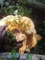 Climacocystis borealis