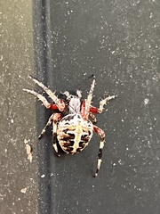 Neoscona domiciliorum