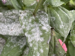 Golovinomyces cichoracearum