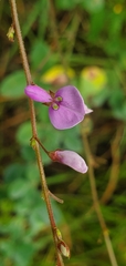 Desmodium ciliare