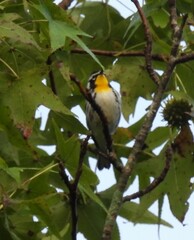 Setophaga dominica