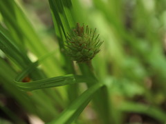 Carex typhina