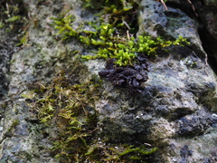 Lathagrium auriforme