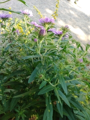 Symphyotrichum novae-angliae