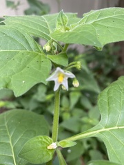 Solanum emulans
