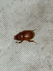Codocera ferruginea