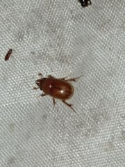 Codocera ferruginea