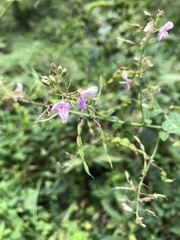 Desmodium perplexum