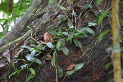 Pothos chinensis
