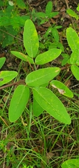 Desmodium ciliare