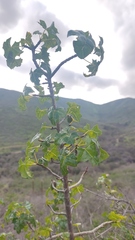 Vasconcellea chilensis