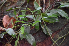 Pothos chinensis