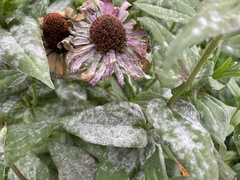 Golovinomyces cichoracearum