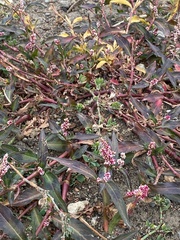 Persicaria maculosa