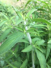 Monarda