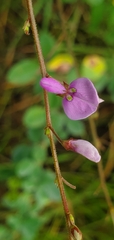 Desmodium ciliare