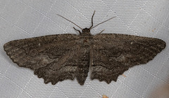 Aethaloida packardaria