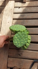 Nelumbo nucifera