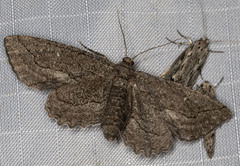 Aethaloida packardaria